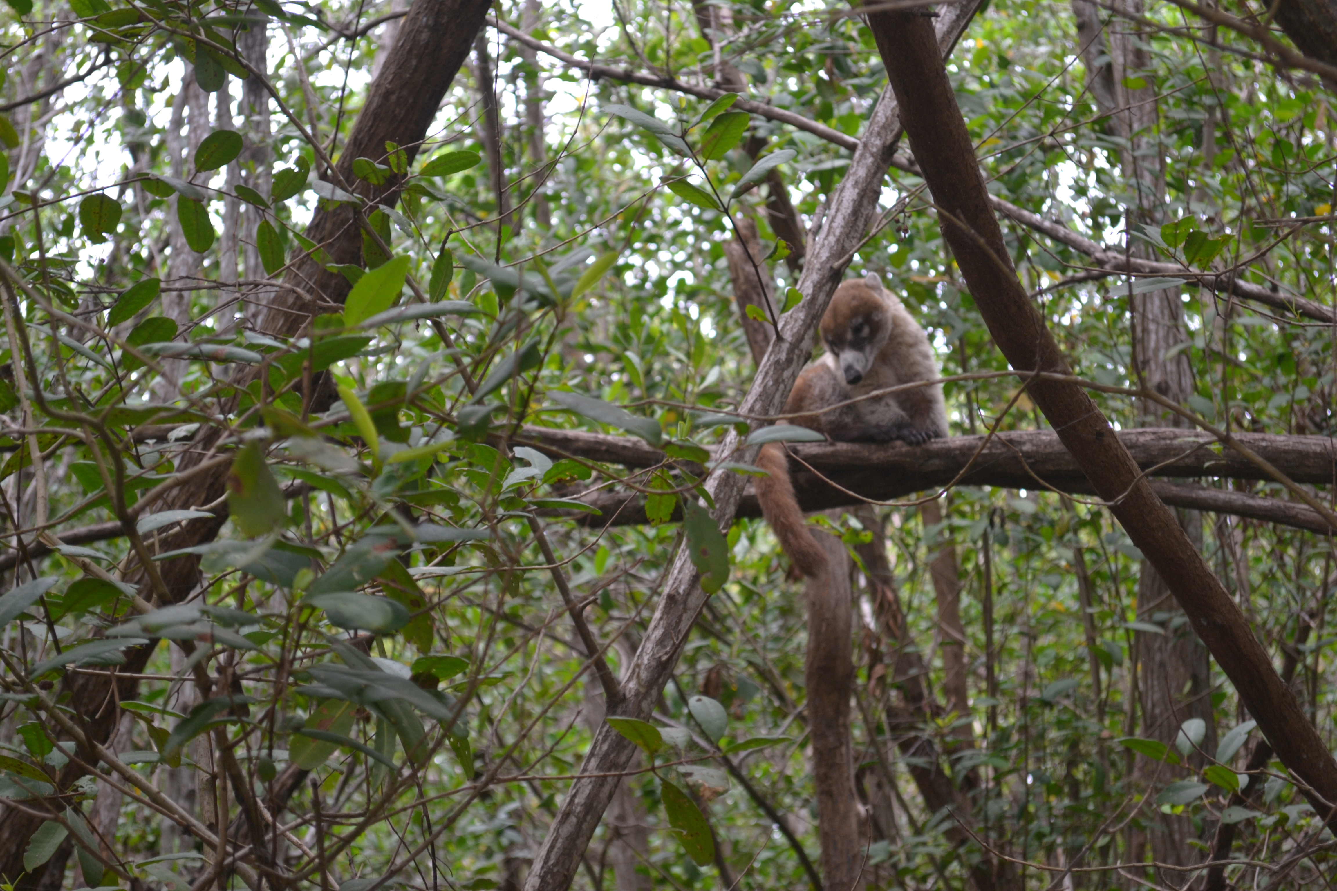 Exemptions from environmental impact statements