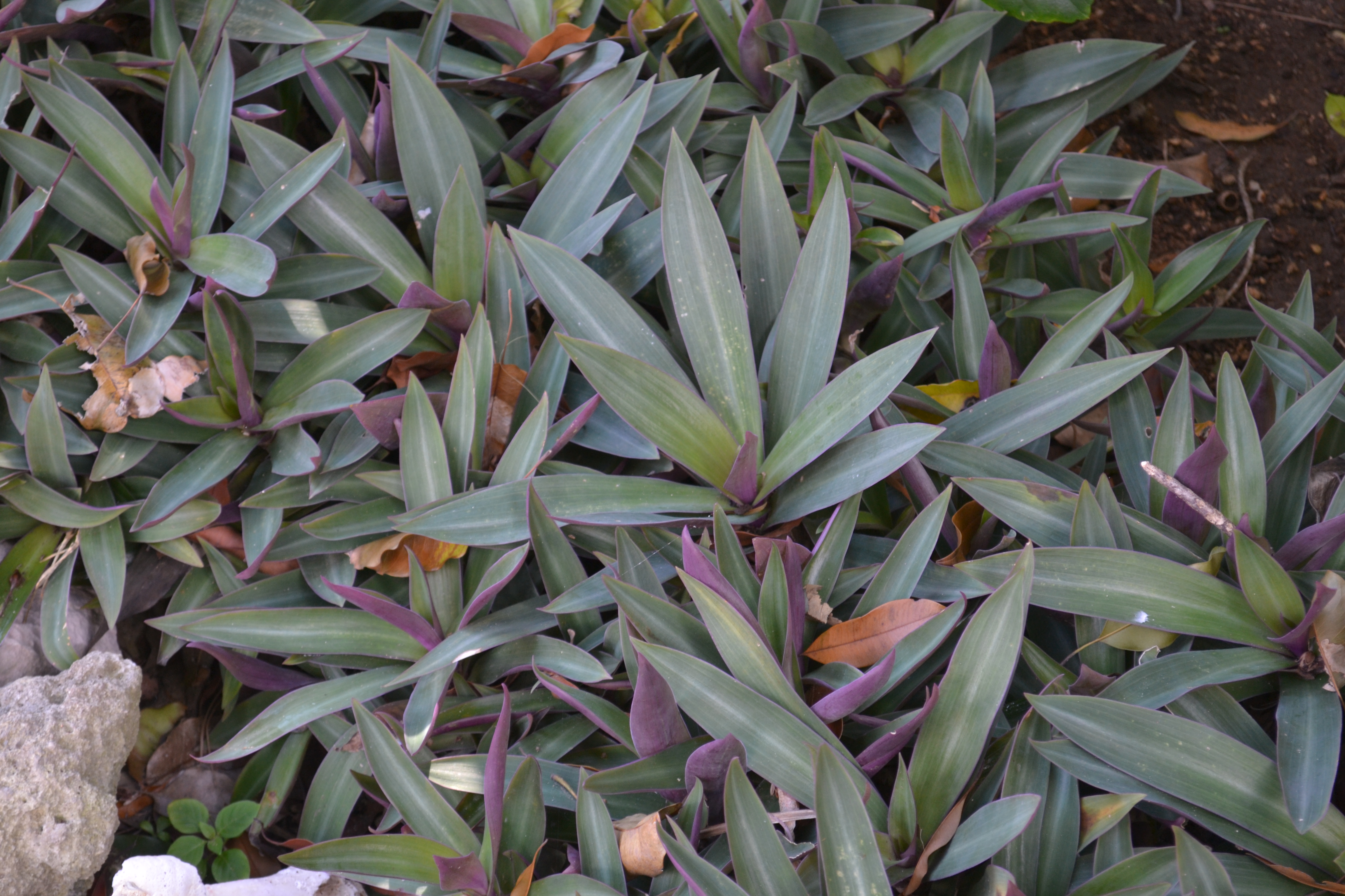 Día del Ingeniero Químico